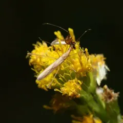 Neoneides muticus thumbnail 4