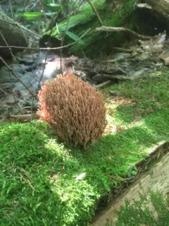 Ramaria rubella thumbnail 2