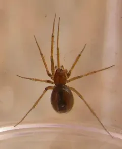 Helophora orinoma thumbnail 2