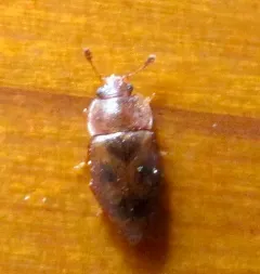 Epuraea corticina thumbnail 3