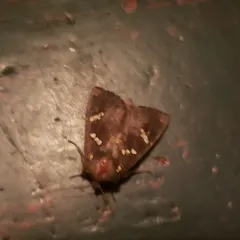 Ironweed Stem Borer Moth thumbnail 4