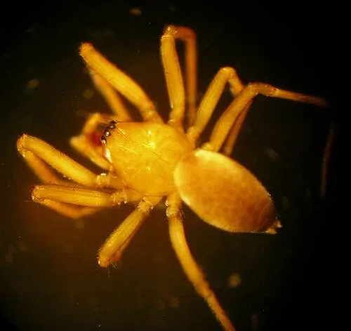 Centromerita bicolor