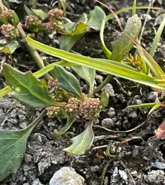 red pigweed thumbnail 4