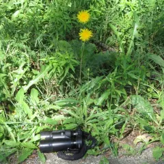 Perennial Sow Thistle thumbnail 3