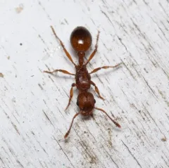 Myrmica brevispinosa thumbnail 2