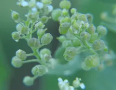 hairy white-top thumbnail 2