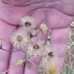 rough hawkweed thumbnail 3