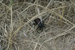 Eleodes longicollis thumbnail 3