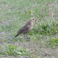 Brown-headed Cowbird thumbnail 2
