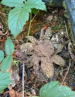 giant hygroscopic earthstar thumbnail 2