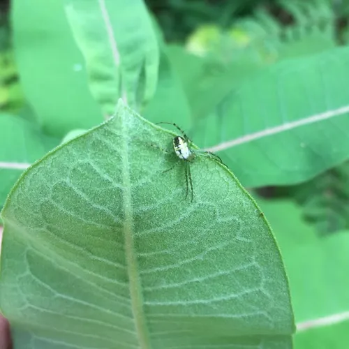 Green-legged Orbweaver