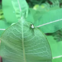 Green-legged Orbweaver thumbnail 1