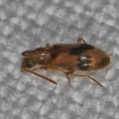 Desert Ant-like Flower Beetle thumbnail 1