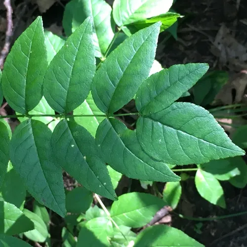 northern prickly ash
