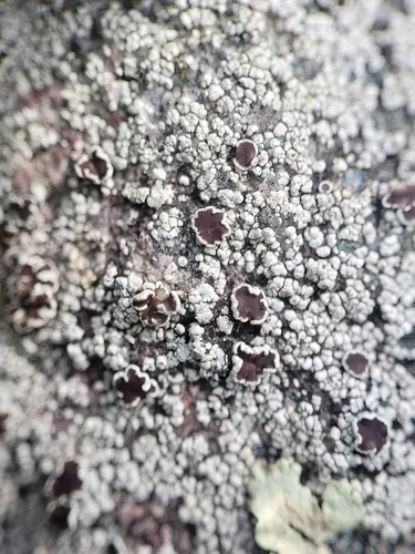 Regular Rock-rim