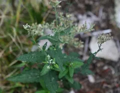 rough boneset thumbnail 3