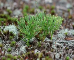 blue clubmoss thumbnail 5