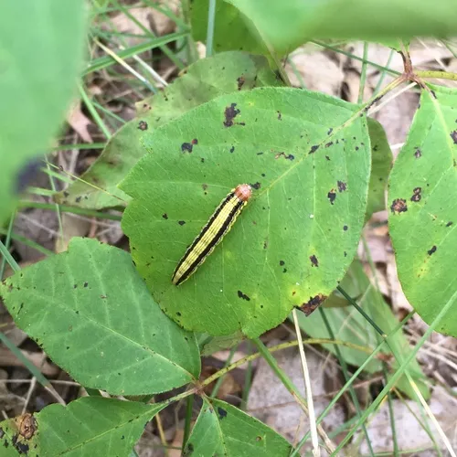 Zeller's Macalla Moth