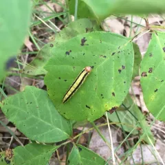 Zeller's Macalla Moth thumbnail 1