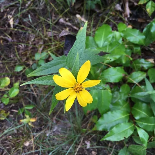 woodland sunflower