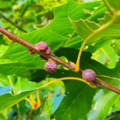Banded Bullet Gall Wasp thumbnail 2