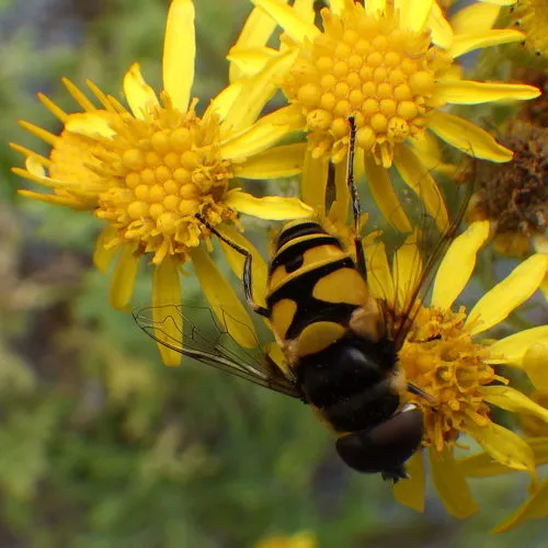 Transverse-banded Flower Fly