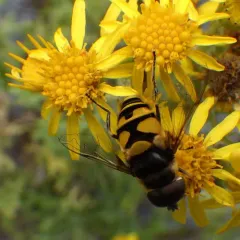 Transverse-banded Flower Fly thumbnail 1