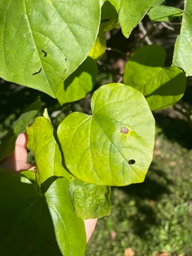 Passalora cercidicola