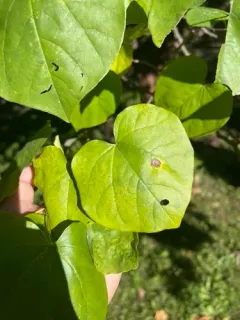 Passalora cercidicola thumbnail 1