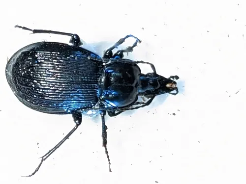 Canada Snail-eating Beetle