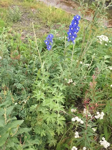 Alpine Larkspur