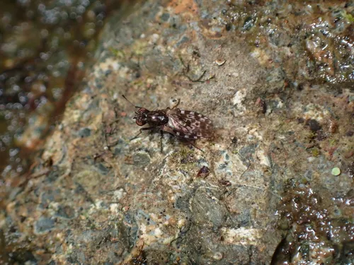 Limnellia balioptera