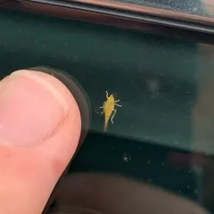 Japanese Maple Leafhopper thumbnail 4