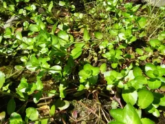 Brooklime thumbnail 4