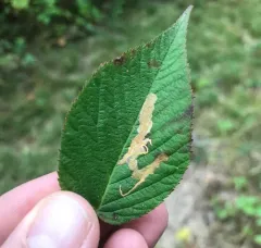 Blackberry Leafminer Moth thumbnail 3