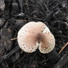 Lepiota lilacea thumbnail 3