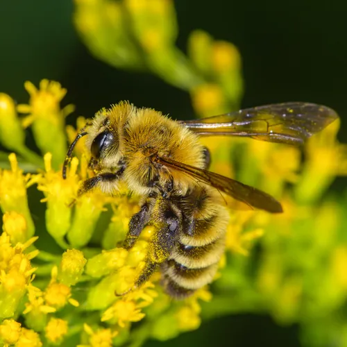Hairy-banded Mining Bee