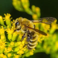 Hairy-banded Mining Bee thumbnail 1