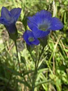 Victorin's Gentian thumbnail 4