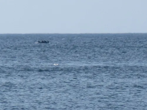 Long-finned Pilot Whale