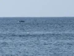 Long-finned Pilot Whale thumbnail 1