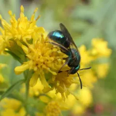 Golden Sweat Bee thumbnail 1