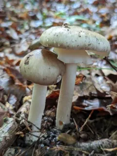 Ball Gown Amanita thumbnail 3