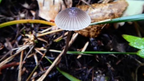 Tall Mycena