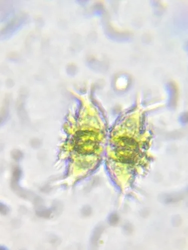 Staurastrum pelagicum