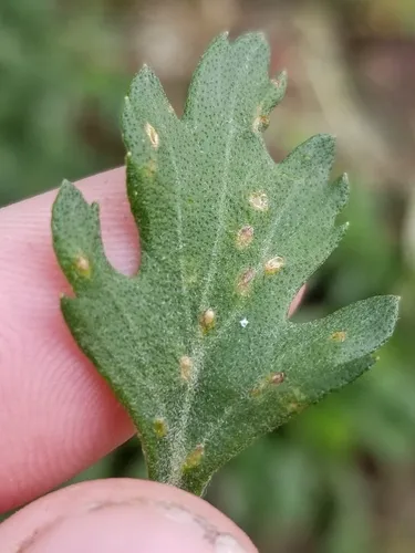 Chrysanthemum Gall Midge