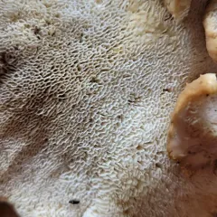Bondarzewia occidentalis thumbnail 2