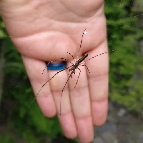 Elongate Stilt Spider