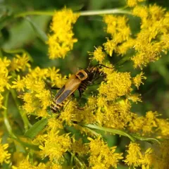 Goldenrod Soldier Beetle thumbnail 3