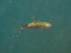 Cigar Minnow thumbnail 4